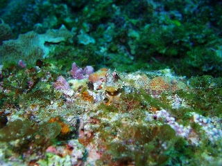 「カエルウオの仲間」のサムネイル画像