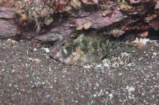 「イソギンポ」のサムネイル画像