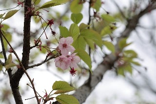 「ヨウコウザクラ(陽光桜)」のサムネイル画像