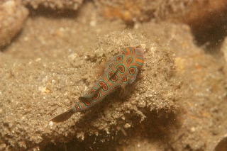 「ピクチャ-ドラゴネット(picture dragonet)」のサムネイル画像