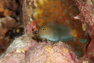 「無題」のサムネイル画像