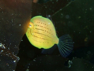 「アオサハギ」のサムネイル画像