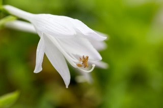 「植物の仲間」のサムネイル画像
