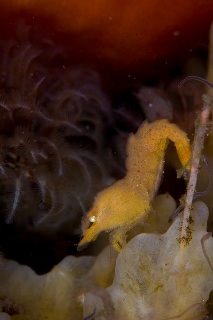 「キタモエビモドキ」のサムネイル画像