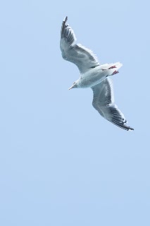「セグロカモメ」のサムネイル画像