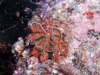 「コシダカウニ」のサムネイル画像