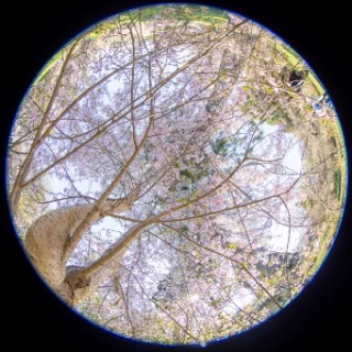 「シダレザクラ」のサムネイル画像