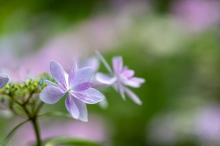 「ガクアジサイ(額紫陽花)」のサムネイル画像