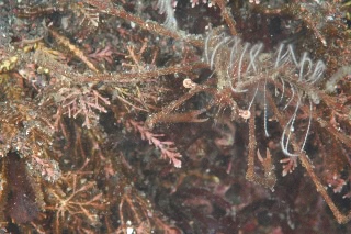 「ミズヒキガニ」のサムネイル画像