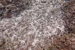 「ウニ」のサムネイル画像