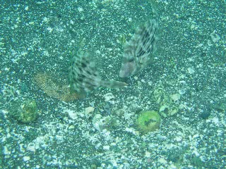 「カワハギ」のサムネイル画像