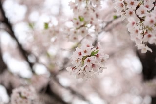 「ソメイヨシノ(染井吉野)」のサムネイル画像