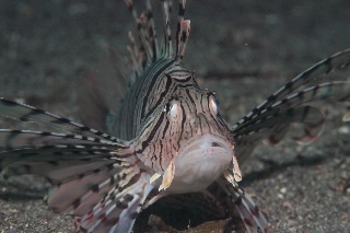 「ミノカサゴ」のサムネイル画像