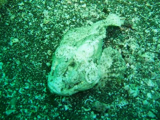 「ヒメサツマカサゴ」のサムネイル画像