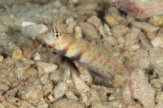 「ヤマブキハゼ(Orange-spotted shrimp Goby)」のサムネイル画像