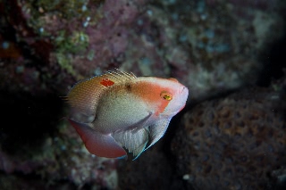 「ケラマハナダイ(Stocky Anthias)」のサムネイル画像