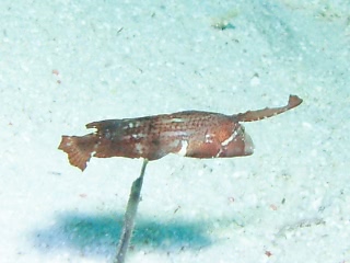 「ホシテンス」のサムネイル画像