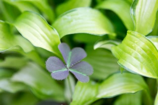 「植物の仲間」のサムネイル画像