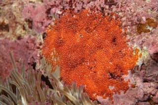 「クマノミ(Anemonefish)」のサムネイル画像