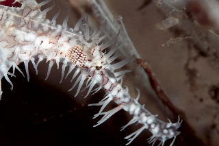 「ニシキフウライウオ(Ghost pipe fish)」のサムネイル画像