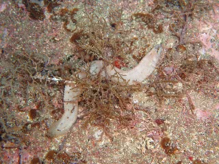 「ガジ」のサムネイル画像