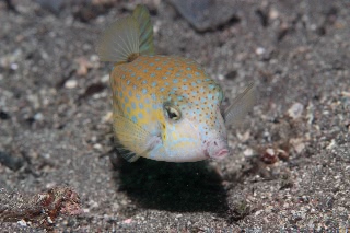 「ハコフグ」のサムネイル画像