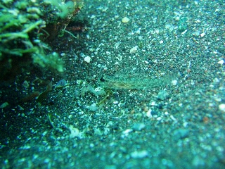 「クツワハゼ」のサムネイル画像