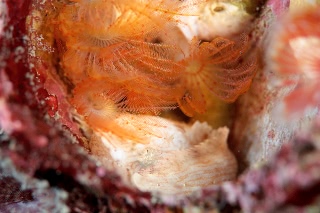 「スナビクニン」のサムネイル画像