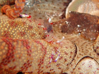 「無題」のサムネイル画像