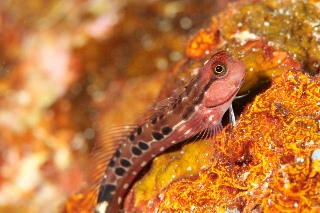 「ゴイシギンポ」のサムネイル画像