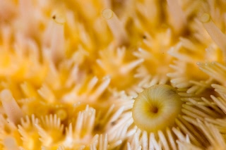 「エゾニチリンヒトデ」のサムネイル画像