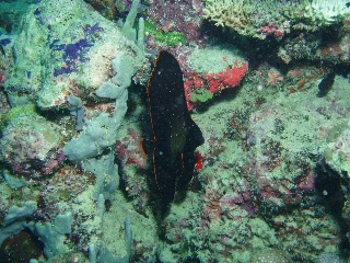 「アカククリ(Long finned batfish,Dusky batfish)」のサムネイル画像