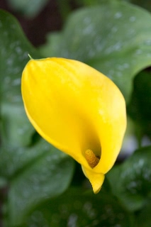 「植物の仲間」のサムネイル画像