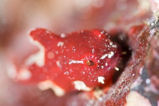 「ダンゴウオ(Lumpfish)」のサムネイル画像