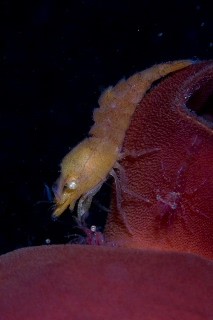 「キタモエビモドキ」のサムネイル画像