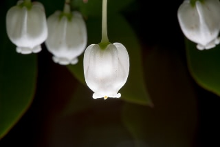 「ドウダンツツジ」のサムネイル画像