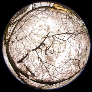 「ソメイヨシノ(染井吉野)」のサムネイル画像