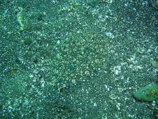 「これもダルマカレイ?」のサムネイル画像