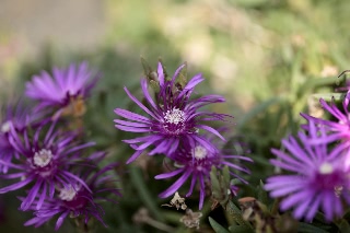 「植物の仲間」のサムネイル画像