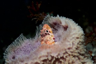 「イソカサゴ」のサムネイル画像