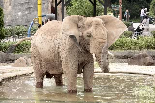 「アフリカゾウ」のサムネイル画像