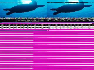 「アオウミガメ(Green turtle)」のサムネイル画像