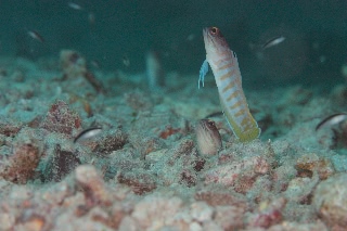 「ゴールドスペックジョーフィッシュ(gold-specs jawfish)」のサムネイル画像