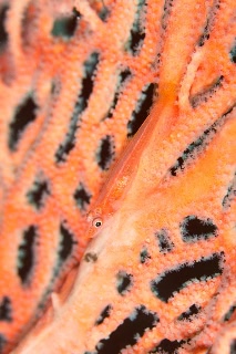 「アカスジウミタケハゼ」のサムネイル画像