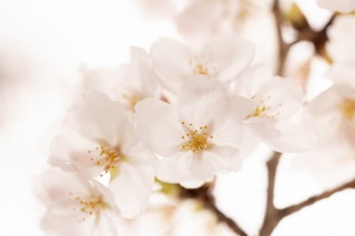 「ソメイヨシノ(染井吉野)」のサムネイル画像