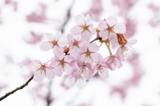 「オオヤマザクラ(エゾヤマザクラ,ベニヤマザクラ)」のサムネイル画像