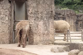 「アフリカゾウ」のサムネイル画像