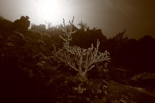 「無題」のサムネイル画像