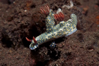 「ホシゾラウミウシ」のサムネイル画像