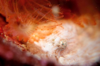 「スナビクニン」のサムネイル画像